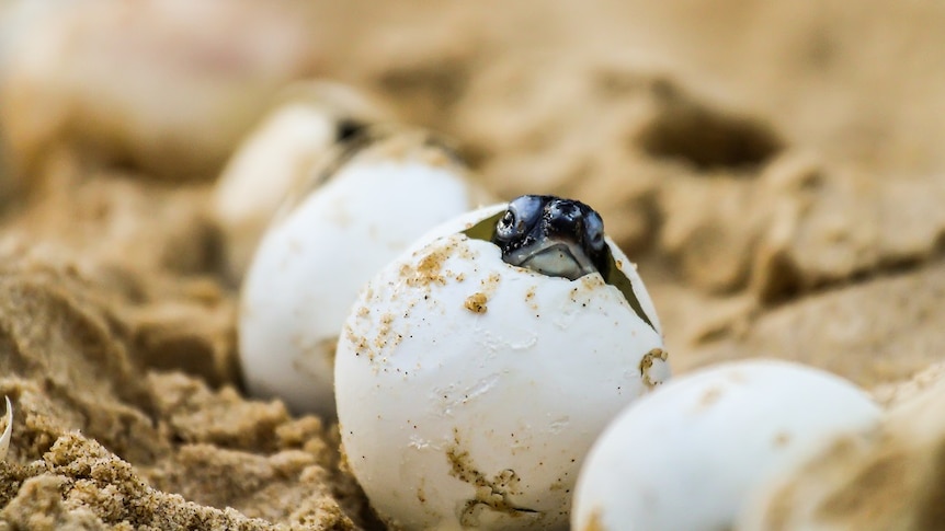 A baby turtle is hatching out of an egg that sits on a sandy beach