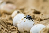 A baby turtle is hatching out of an egg that sits on a sandy beach