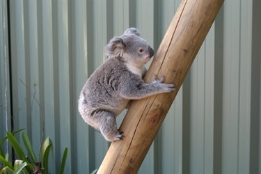 koala on timber post