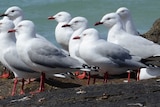 Silver gulls