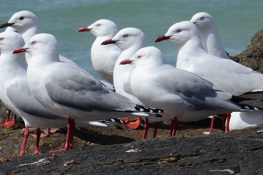 A shot of a group of seagulls, on the ground, banding together.