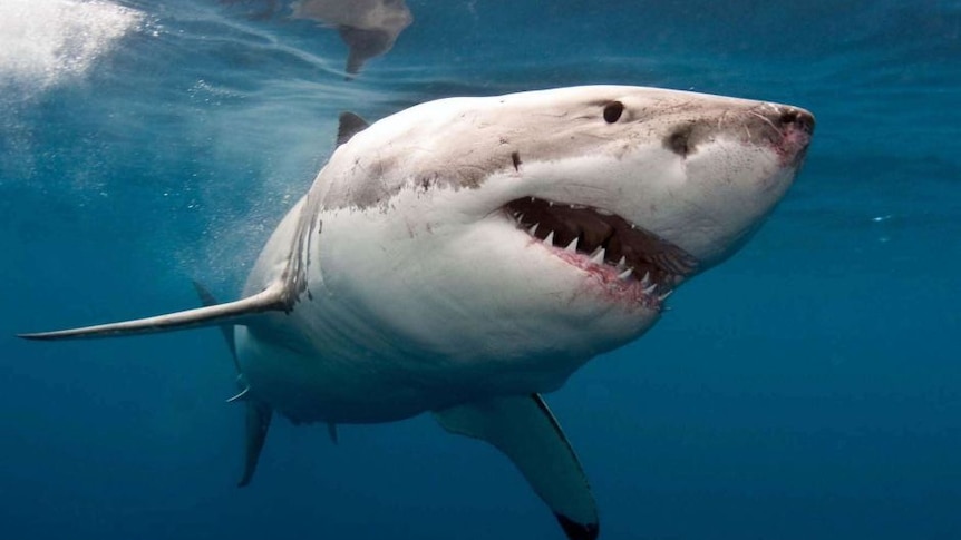 A white shark swims through the water
