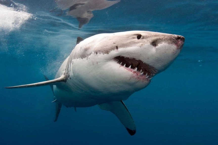 A white shark swims through the water