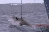 A harpooned whale bleeds into the water as it is winched aboard a ship.