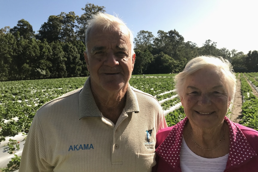 Maurie and Von Carmichael stand in front of a strawberry field.