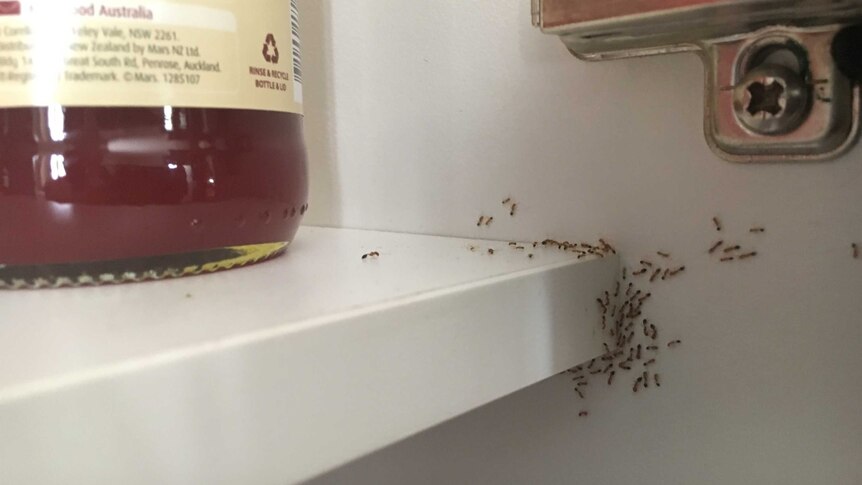 Ants in a pantry