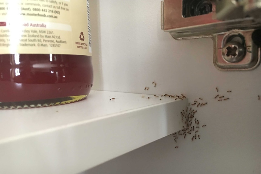 Ants in a pantry