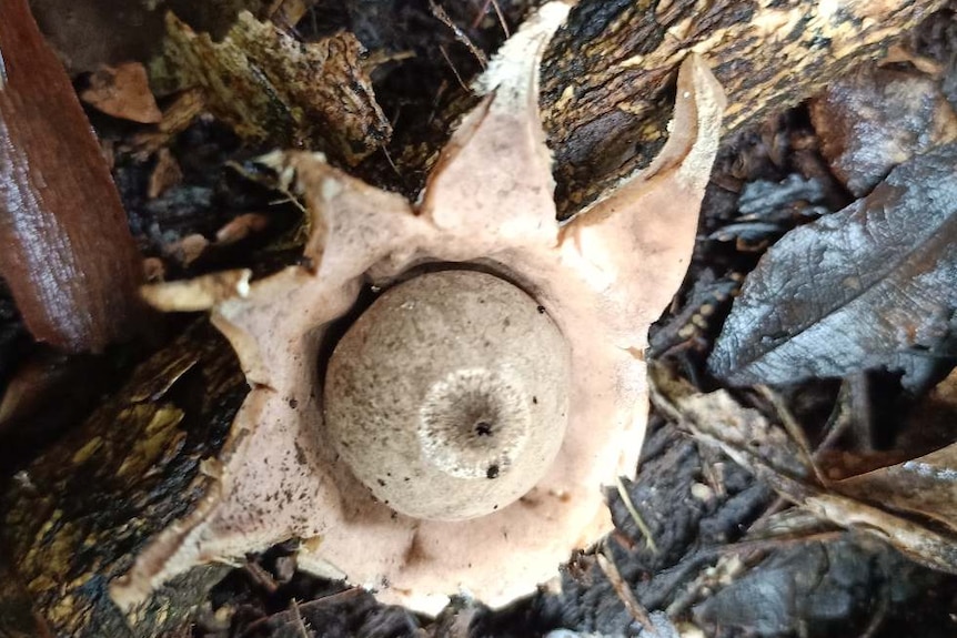 An image of a star like shaped beige mushroom on a log