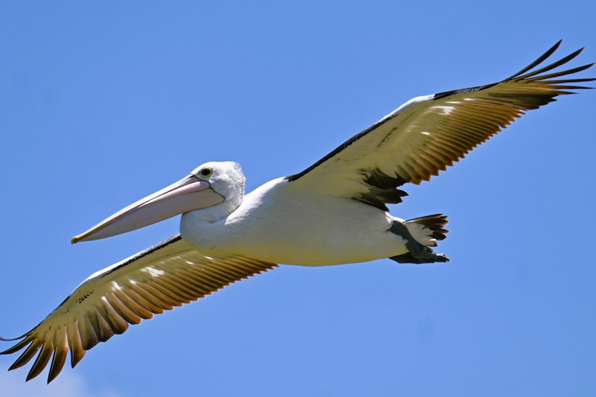 A soaring pelican with light playing through its feathers soars against a clear blue sky
