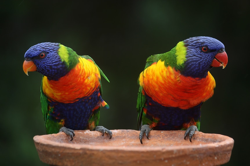 Two rainbow lorikeets