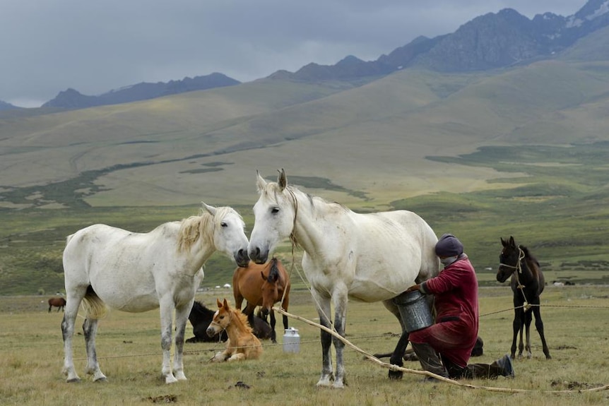 A woman milks a horse in a mountain pasture