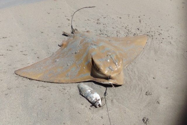 Stingray on Preston Beach