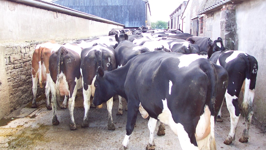 Black and white cows stand in a concrete laneway between two sheds.