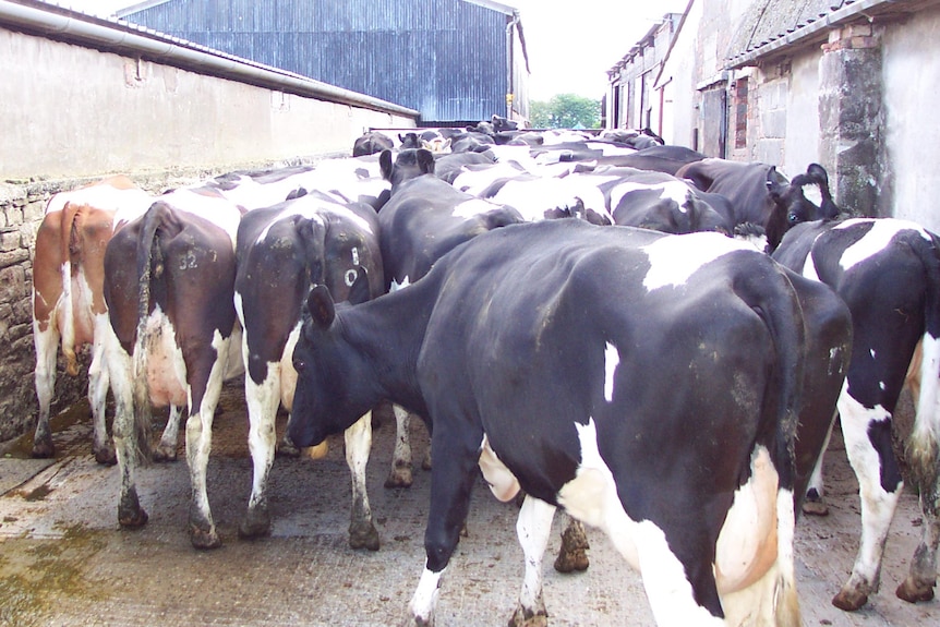 Black and white cows stand in a concrete laneway between two sheds.