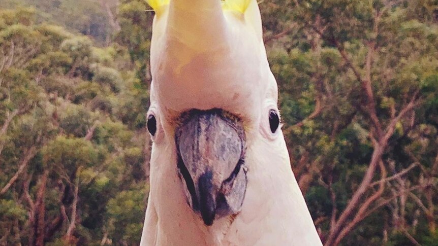 A close up of a cockatoo with its crest splayed.