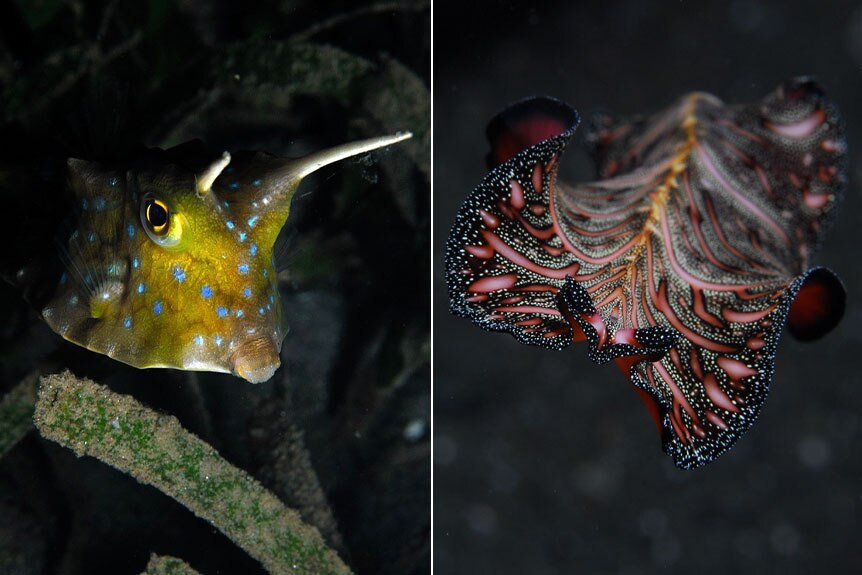 A compilation image showing a yellow fish with blue spots and antennae, and a fish with pink and black stripes.