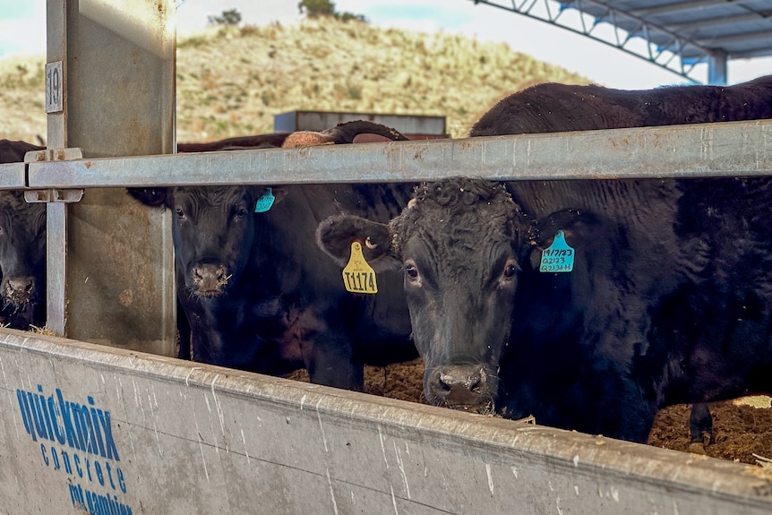 Wagyu cattle look through a fence