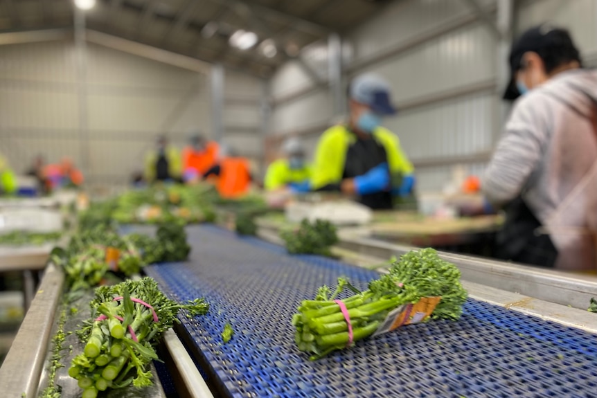 A bunch of broccolinii is placed onto a fast moving conveyor belt by a team of nimble workers.