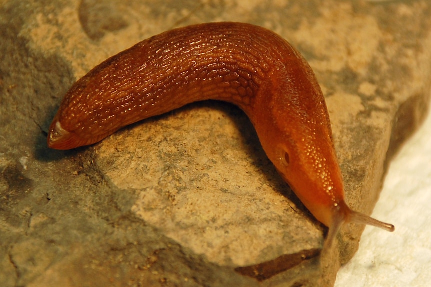 An orange slug