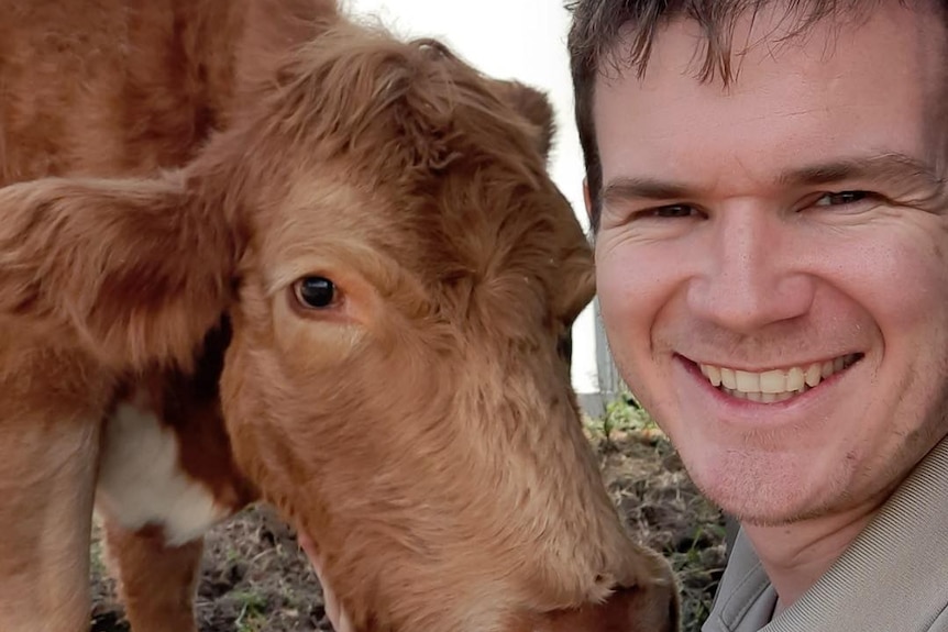 Close up of a man and a cow.
