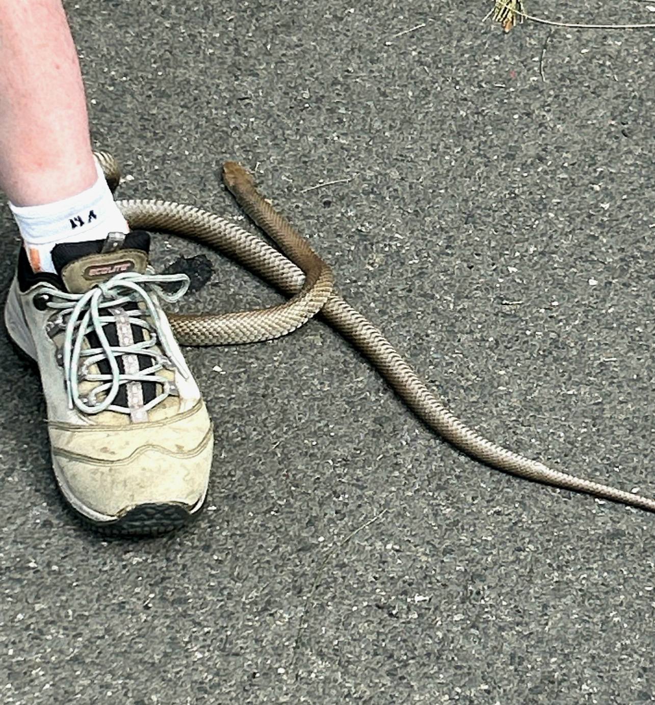 Una serpiente junto a un zapato de mujer.