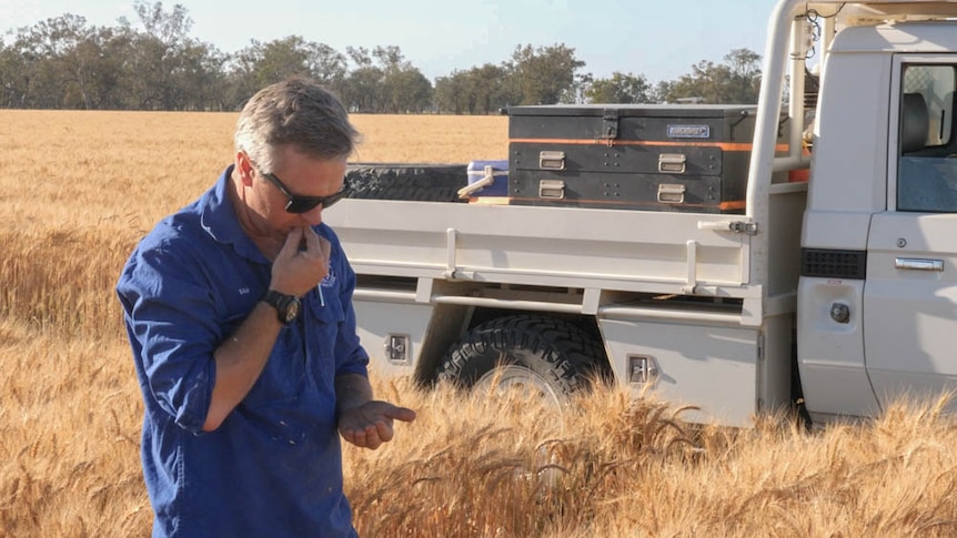 A man standing in a paddock tastes a bit of wheat out of his hand.