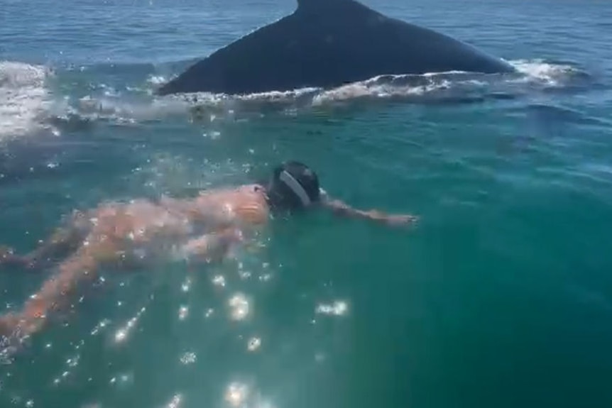 A woman swims in the water next to a whale.
