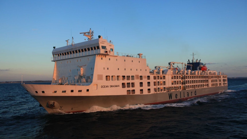 A large live export ship with the slogan Ocean Swagman on the side, at sea.