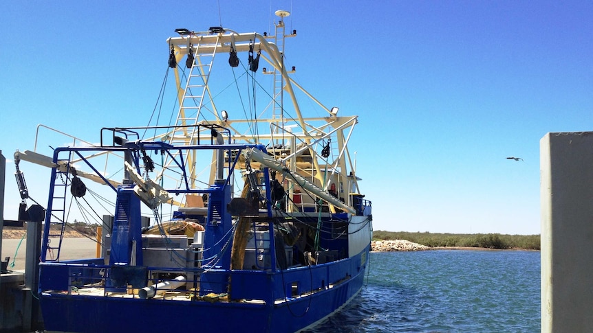 A blue prawn trawler sits docked on a calm clear day.