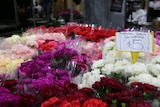 Carnations on sale at the florist