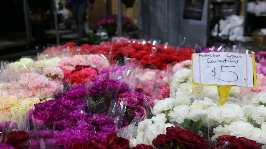 Carnations on sale at the florist