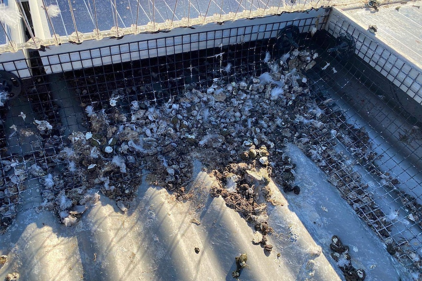 Pigeon faeces covers the roof around a solar panel.