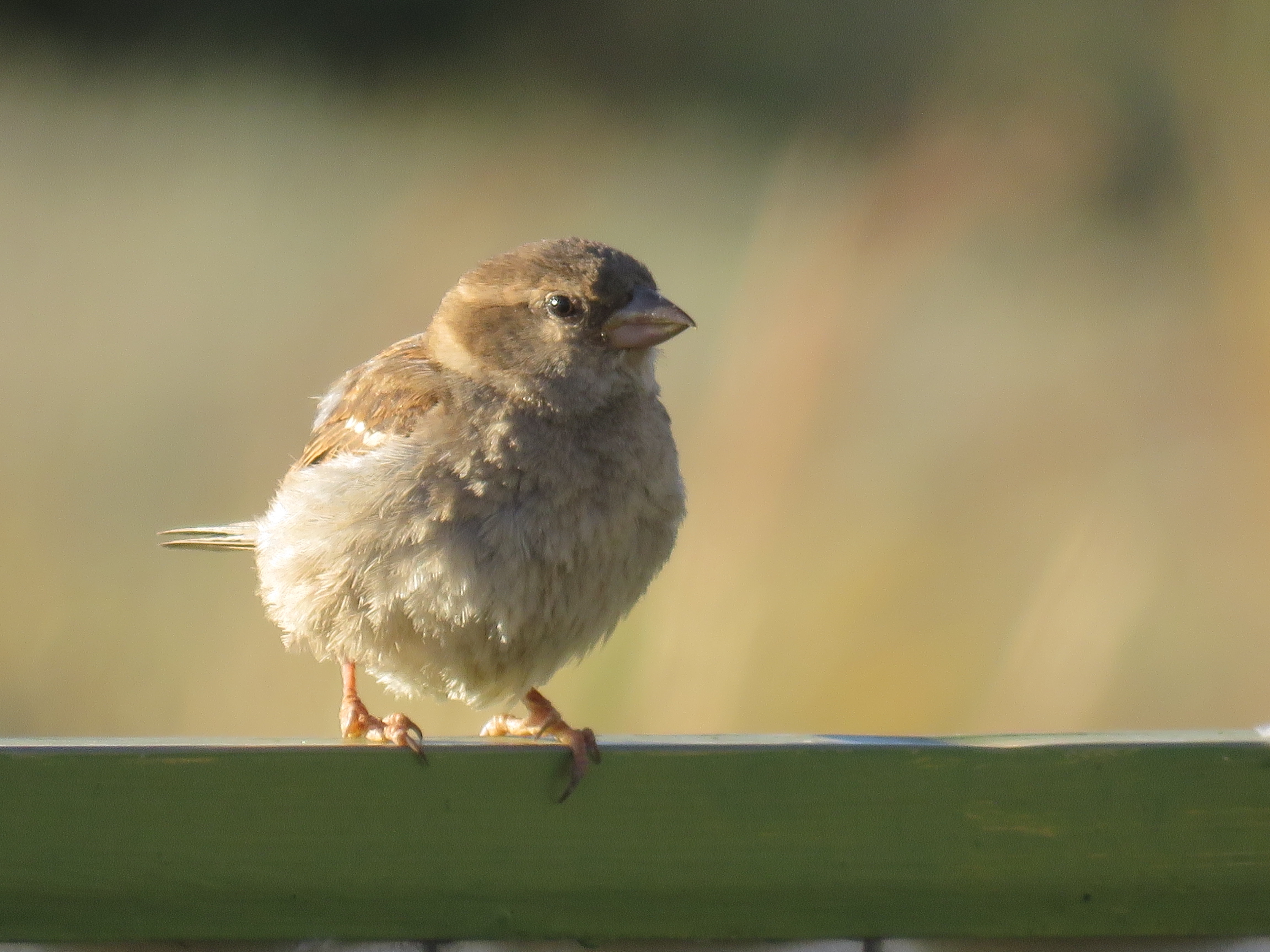 High PFAS levels found in young sparrows in Melbourne's south-west