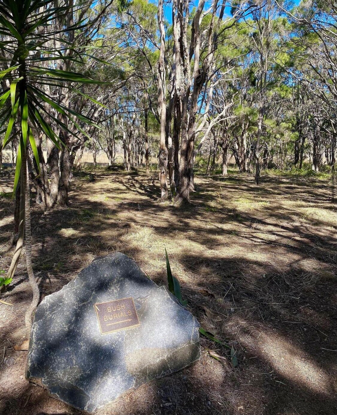 More Queensland councils to offer natural burials following push for