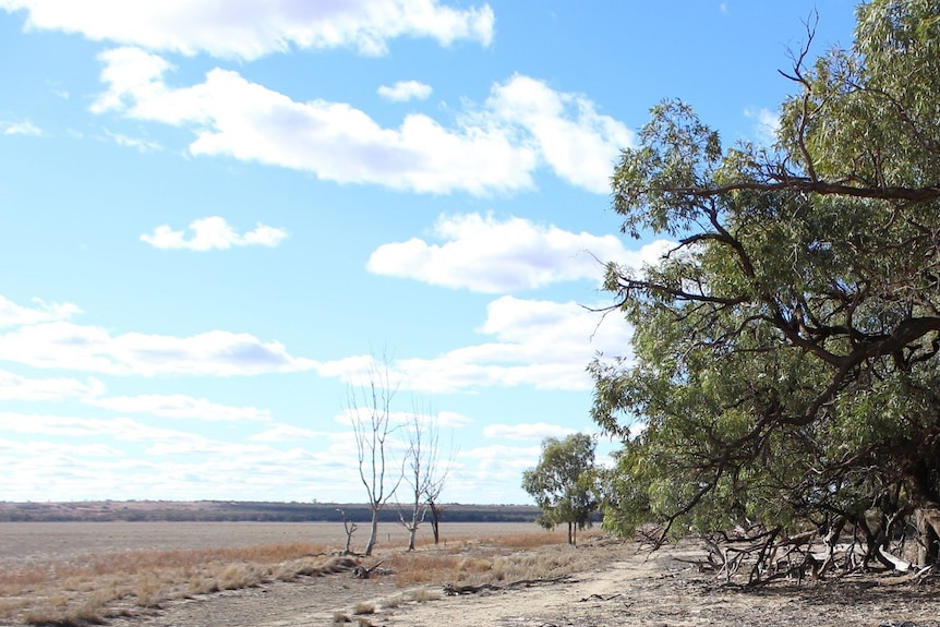 A dry grey swamp with trees on the side and blue sky with clouds.