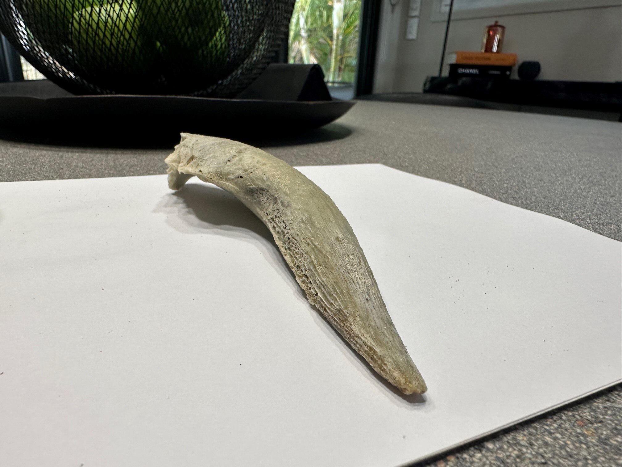 Weird bone washes ashore, but what it is? - ABC listen