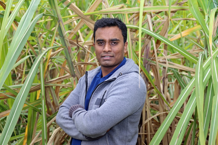 Daniel Marks in sugar cane field