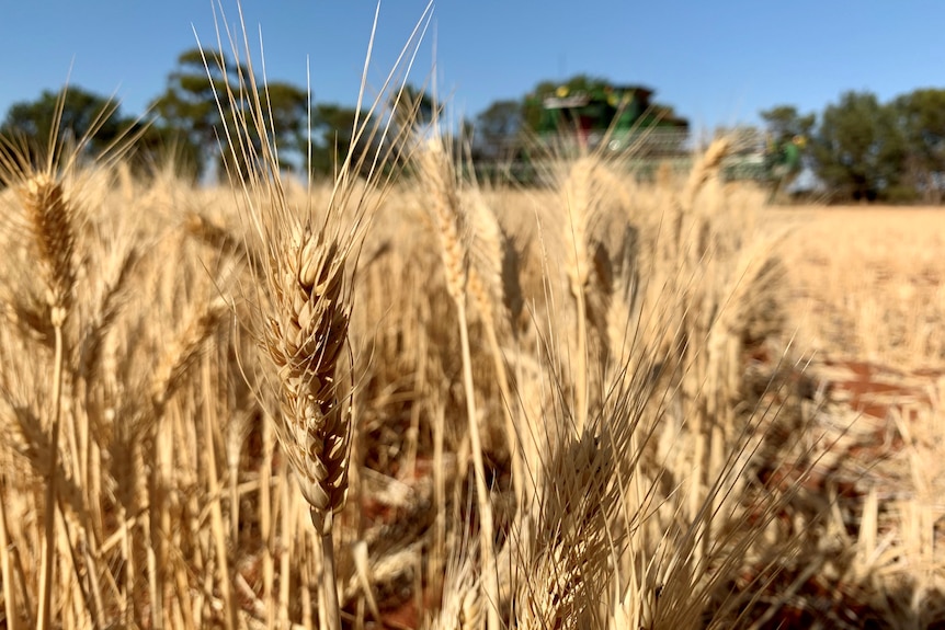 Wheat stands in the paddock ready for harvest, in the distance a harvester is ready to harvest the wheat. 