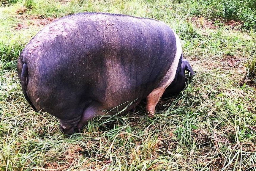 Contented heritage pig