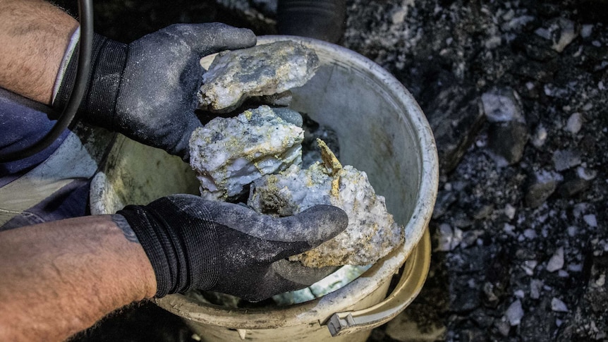 Rare gold specimens being held up to the camera in an underground mine.