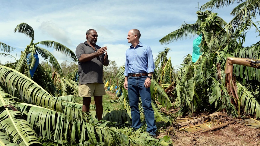 Queensland Premier Campbell Newman inspects a banana plantation devastated by Cyclone Ita.