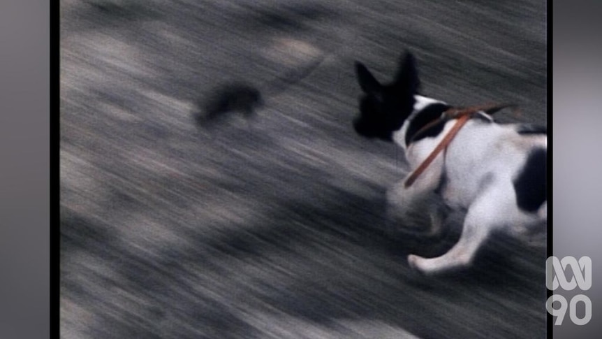 Fox terriers used to hunt rats (1977) - ABC News.