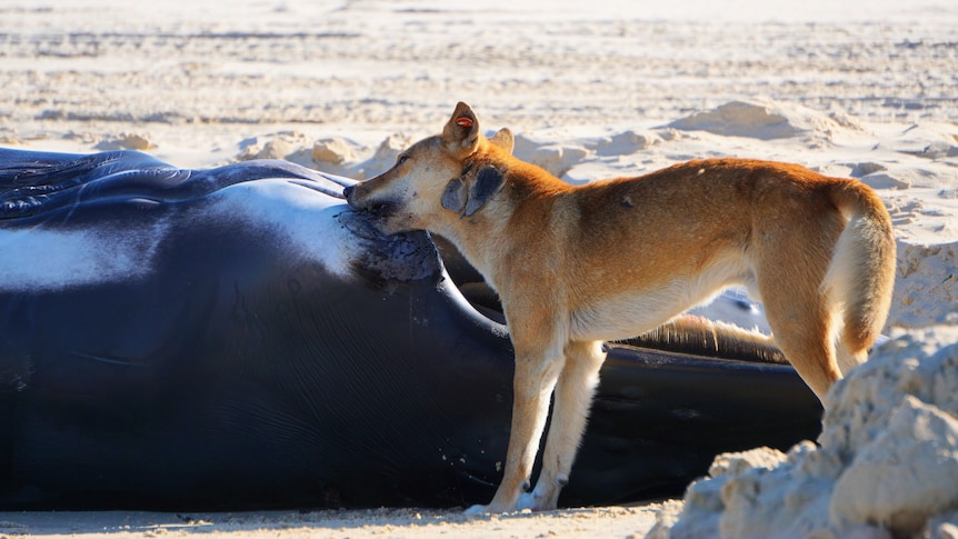 A dingo eats a whale washed up on the beach 