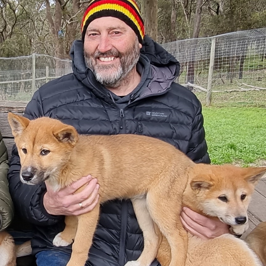 Man sitting with dingo puppies