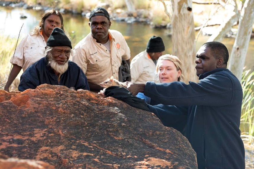 Punmu Ranger Neil Lane and Judy Dunlop from Parks release the quoll.