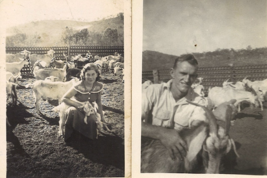 Two black-and-white photos showing a young woman and man in a paddock with goats.