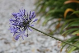 A plant with a long stem and purple flowers on the end