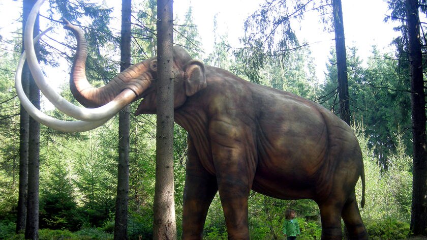 A small child stand under a life-size model of a mastadon in a forest.