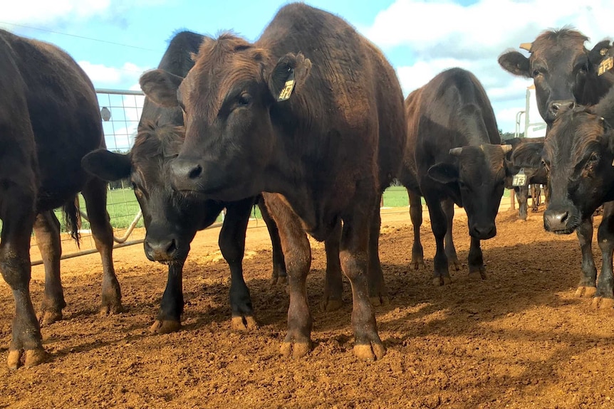 A Wagyu herd in Wundowie, Western Australia.