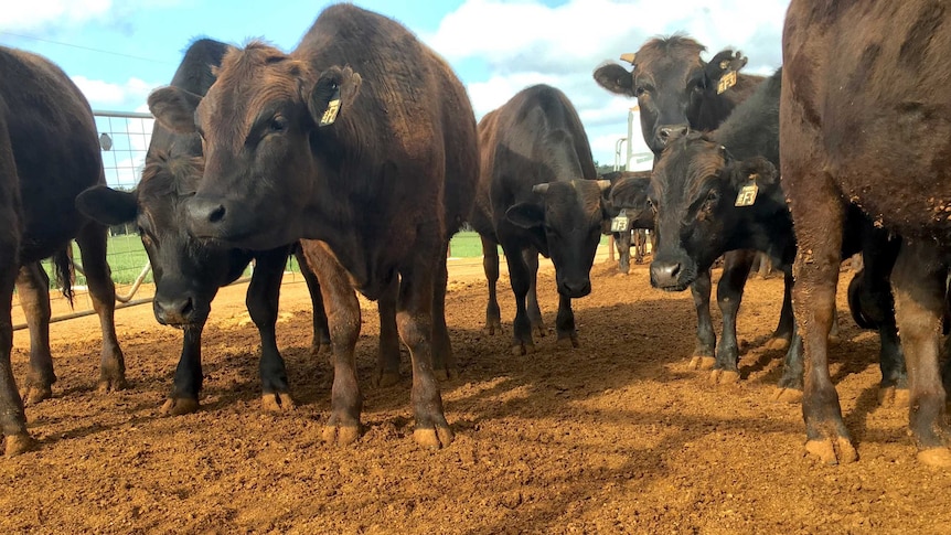A Wagyu herd in Wundowie, Western Australia.